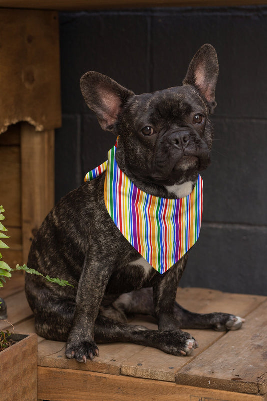 Dog and Human Bandana, Twinning It, Dog Fashion, Rainbow Colours, Pride Month, Queer Fashion, Dog Lover gift, Dog Dad Gift, Dog Mom Gift